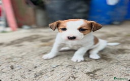 Border Collie dogs for sale: Border collie puppies.  - Image 3