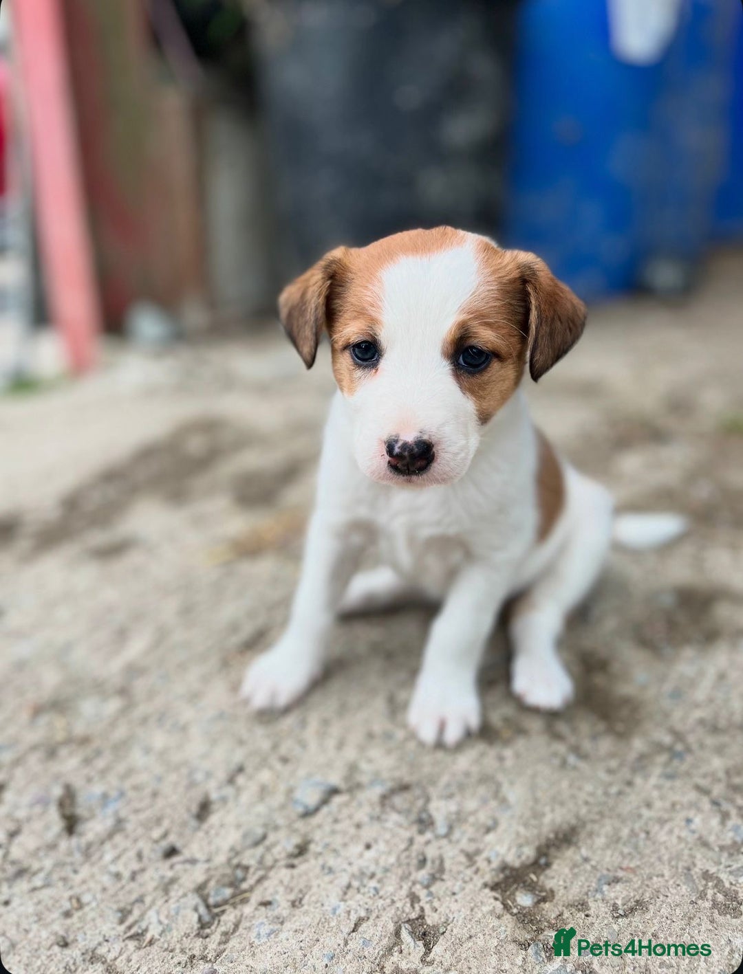 Border Collie dogs for sale: Border collie puppies.  - Image 3