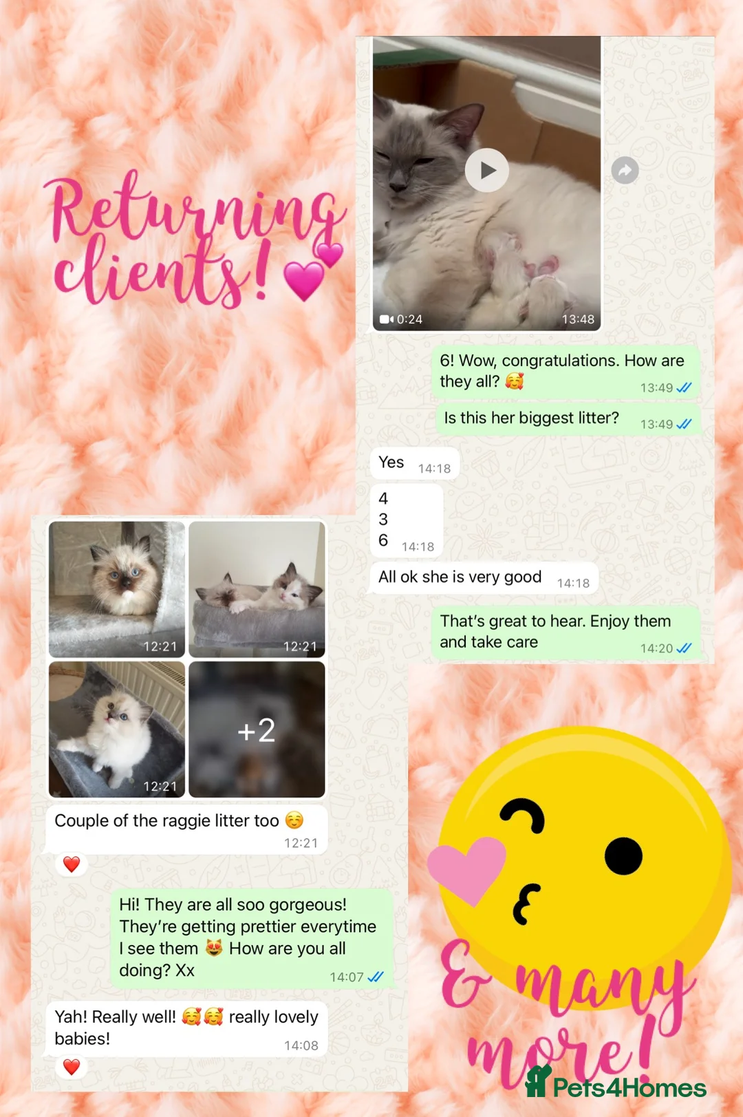 Ragdoll cats for stud: G.Champion✅GCCF/TICA Reg✅FIV/FELV/DNA✅Ragdoll stud in London - Advert 11