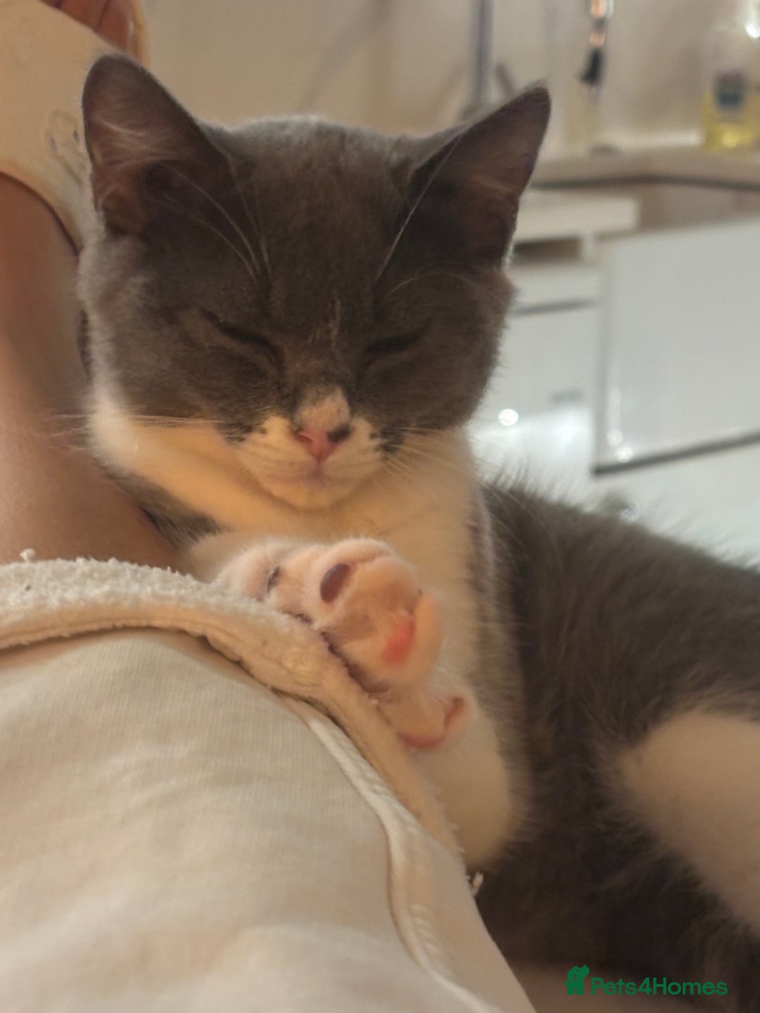 Mixed Breed cats for sale: Ready!!! Mixed British Shorthair  - Image 9