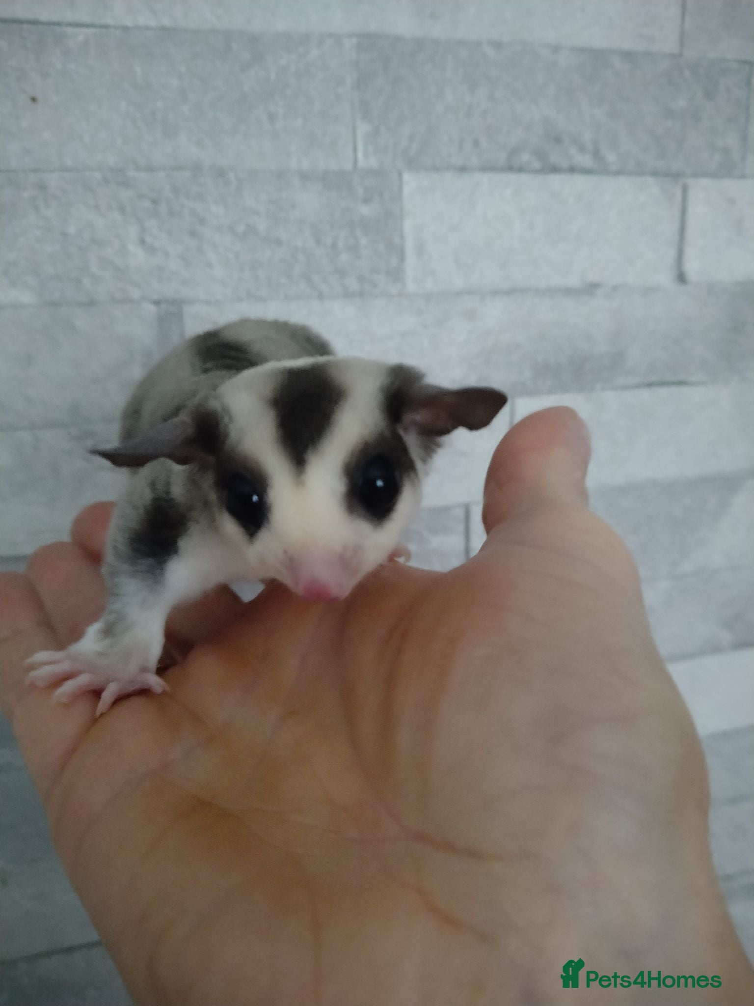 Sugar Glider rodents Stunning baby sugar gliders  - Advert 8
