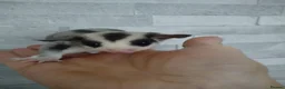 Sugar Glider rodents for sale: Stunning baby sugar gliders  - Advert 4