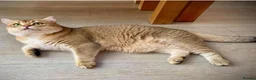 British Shorthair cats for sale: 2Golden Chinchilla boy's and 1 Blue Golden boy. in Castleford - Advert 6