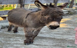 Donkey livestock for sale: Miniature Donkey & Standard Donkey  - Image 2