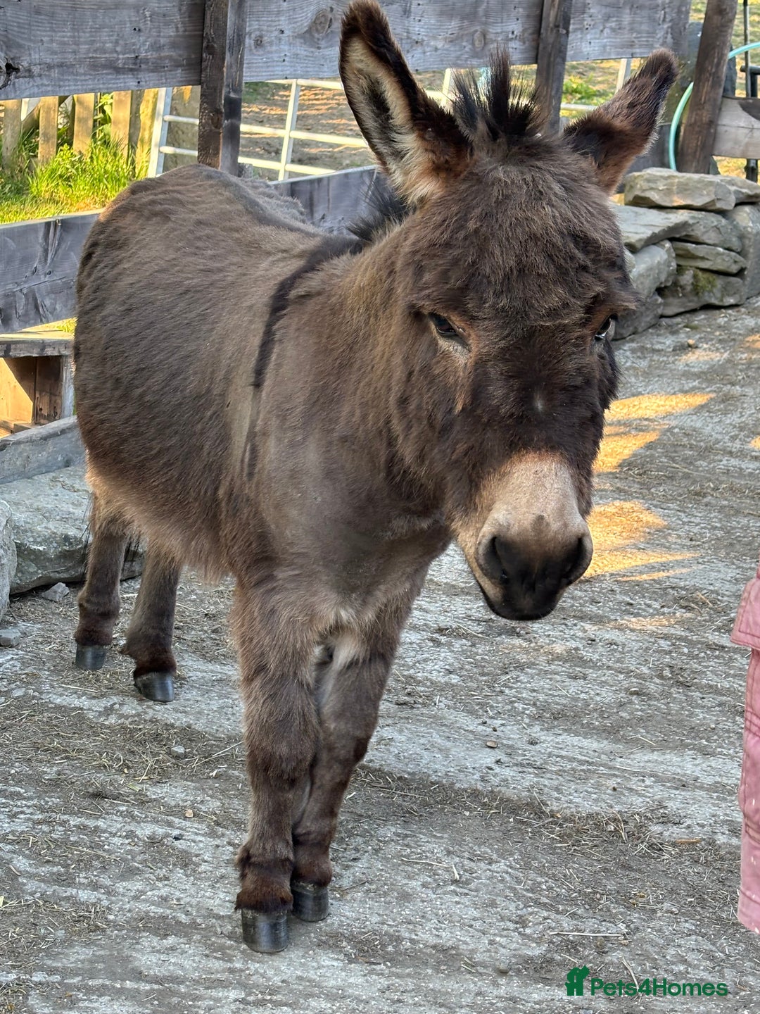 Donkey livestock for sale: Miniature Donkey & Standard Donkey  - Image 2