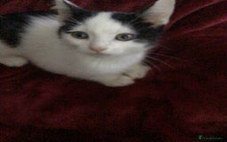 British Shorthair cats for sale: Kitten Litter - Image 2