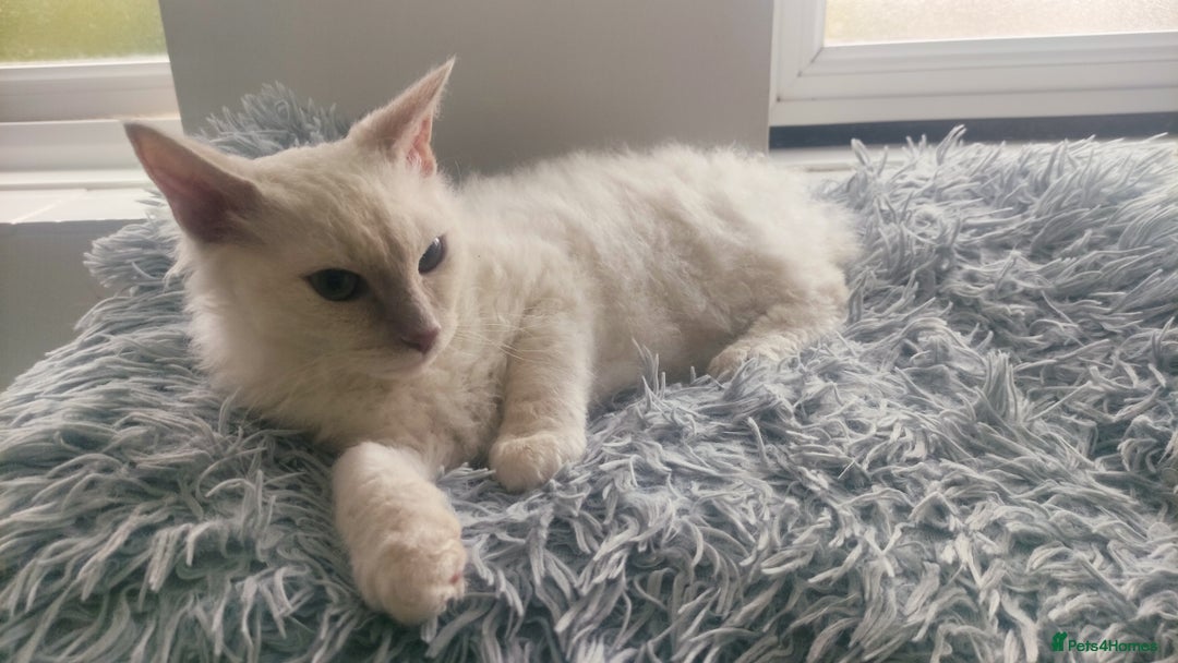 LaPerm cats for sale: Lilac point longhaired curly LaPerm kitten - Image 4