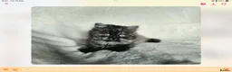 British Shorthair cats for sale: GCCF reg British kittens  - Advert 16
