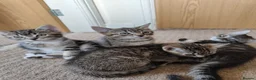 Mixed Breed cats for sale: Unique Tabby kittens   looking for a forever home  in Doncaster - Advert 14