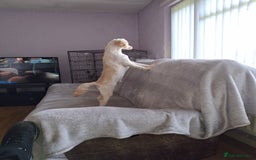 Cockapoo dogs for stud: Champagne cockapoo for stud only  - Image 3