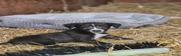 Mixed Breed dogs for sale: Stunning Kelpie lurchers  - Advert 16
