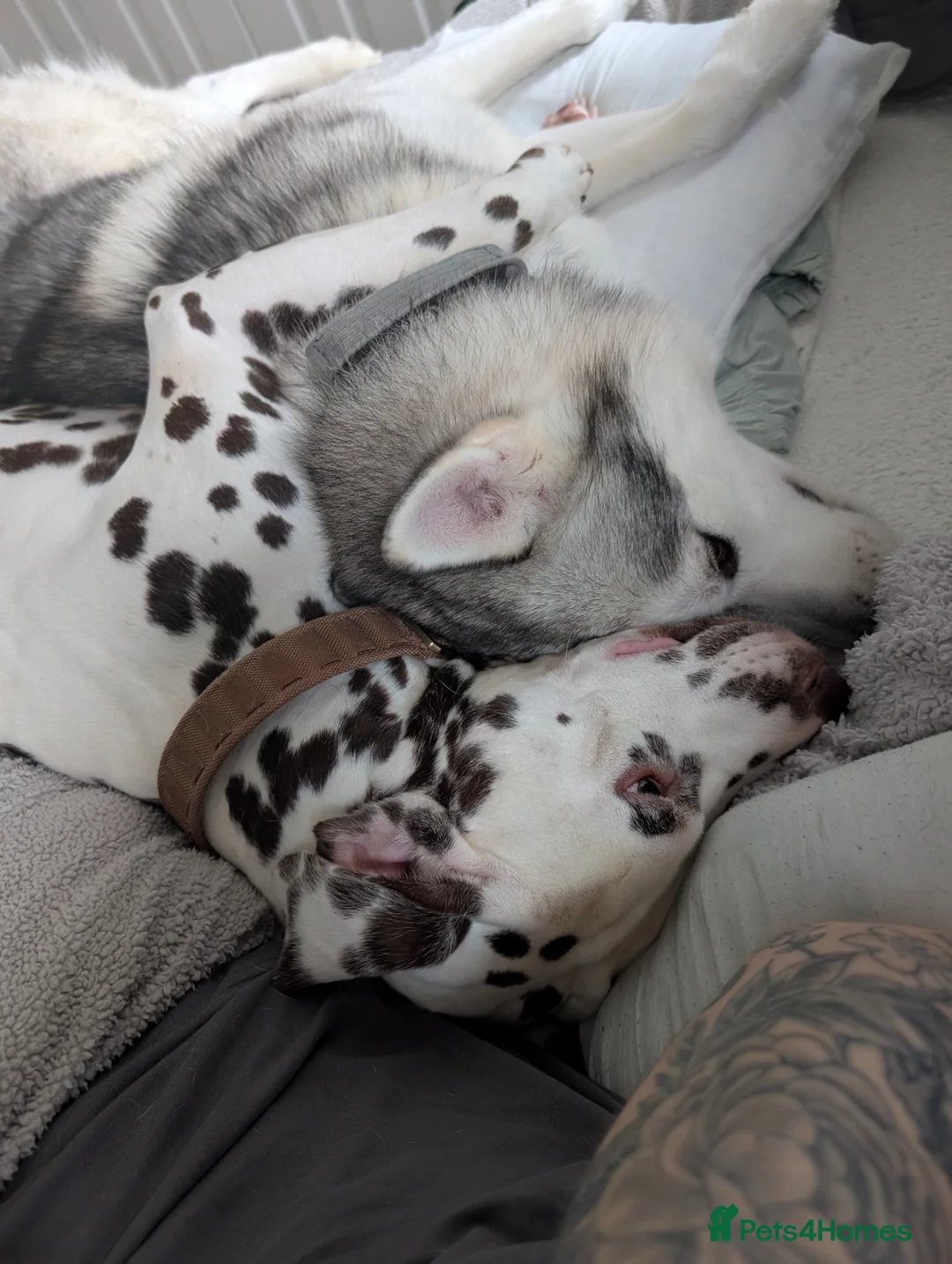 Mixed Breed dogs for stud: STUD HUSKY/MALAMUTE MIX - Advert 2