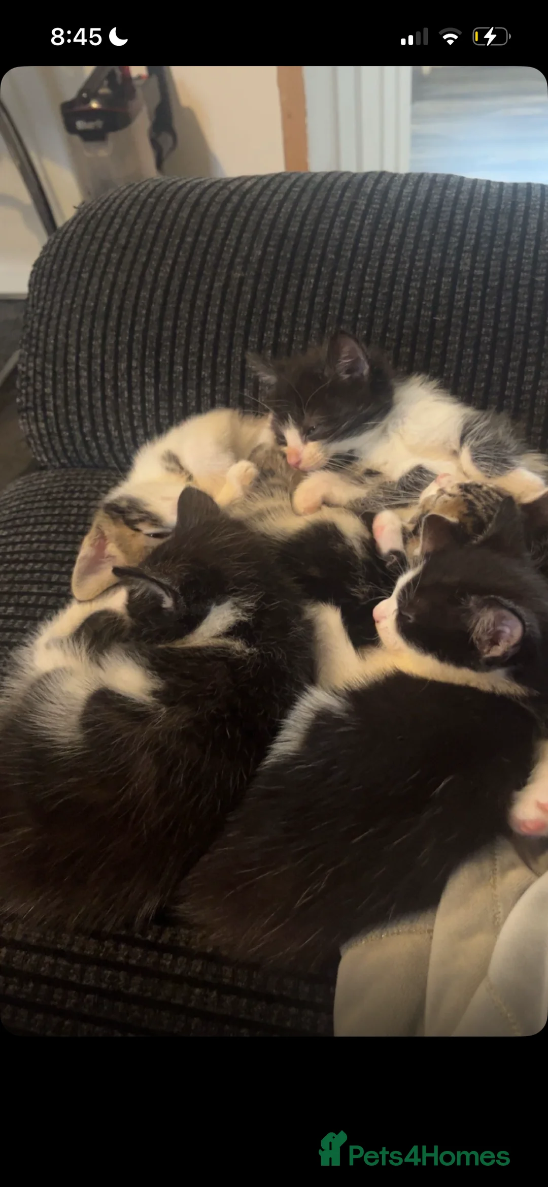 Mixed Breed cats for sale: CUTE KITTENS FOR SALE - Advert 1