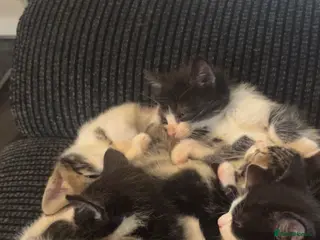 Mixed Breed cats CUTE KITTENS FOR SALE - Advert 1