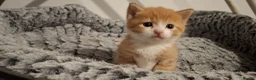 Mixed Breed cats for sale: Beautiful ginger kitten - Advert 2