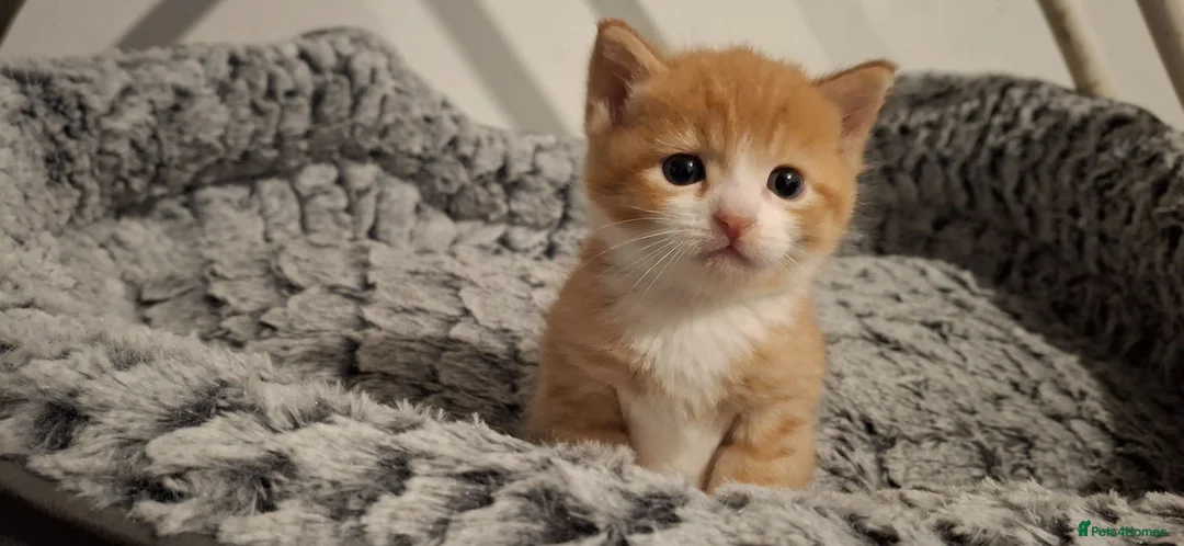 Mixed Breed cats for sale: Beautiful ginger kitten - Advert 2