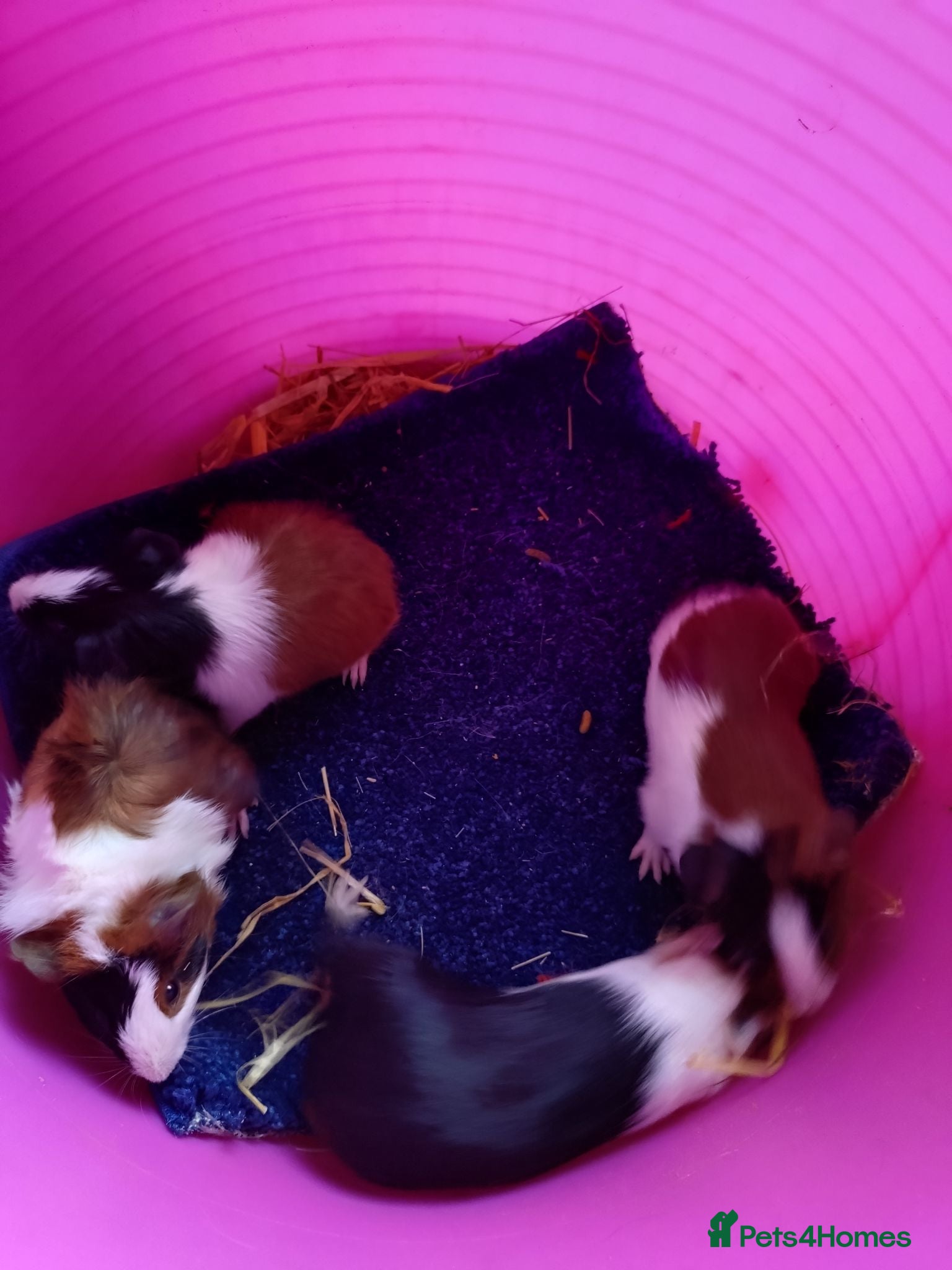 Guinea Pig rodents Males and females guinea pigs  - Advert 9