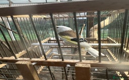 Finches birds for sale: Goldfinch for sale  - Image 1