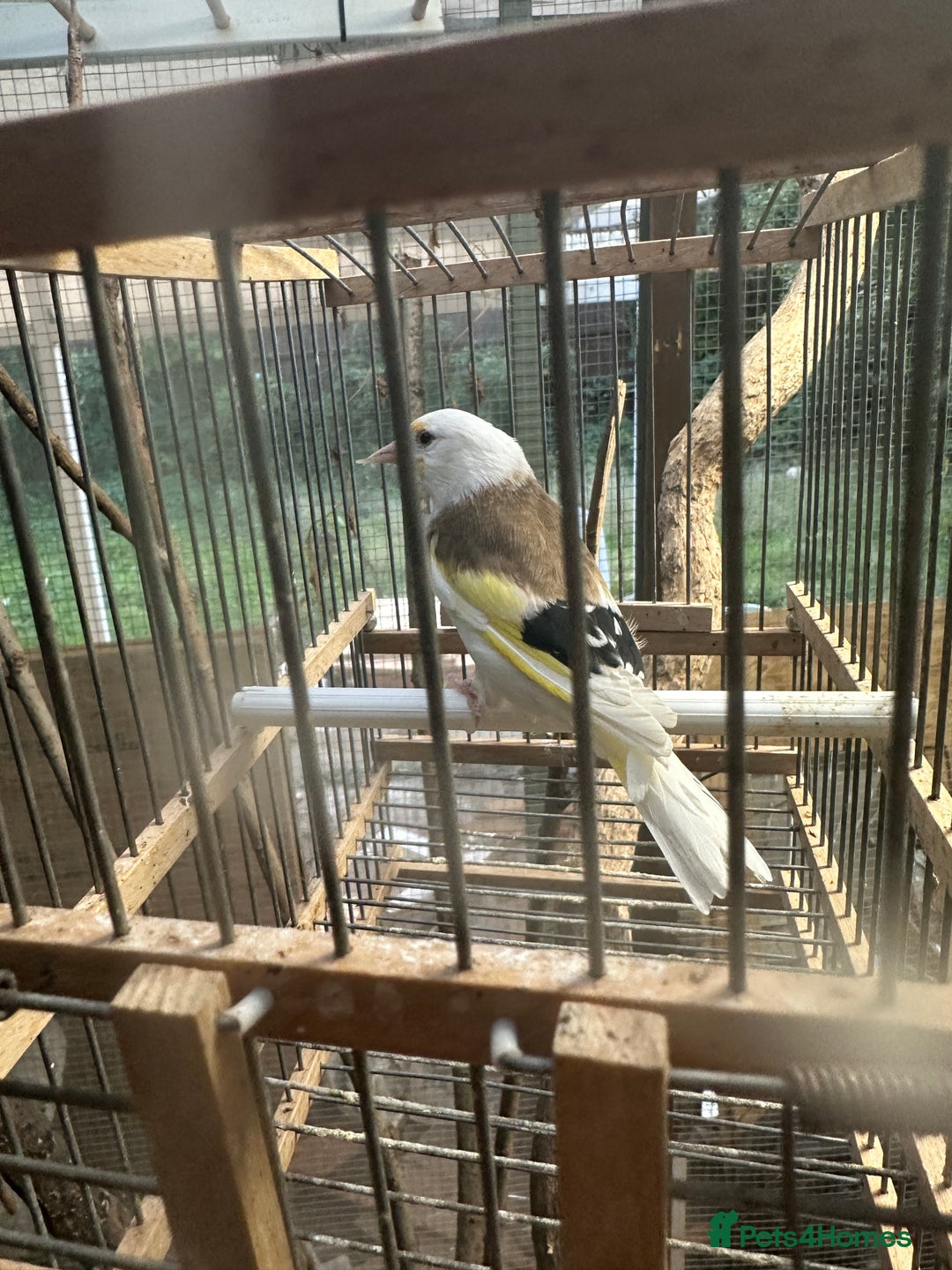 Finches birds for sale: Goldfinch for sale  - Image 1