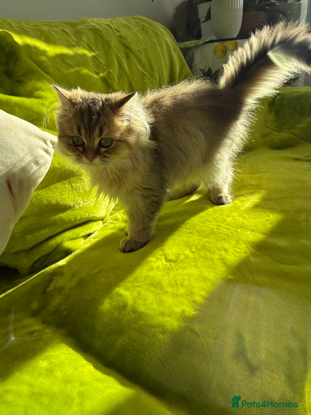 British Longhair cats for sale: Last British Longhair kitten  - Advert 16