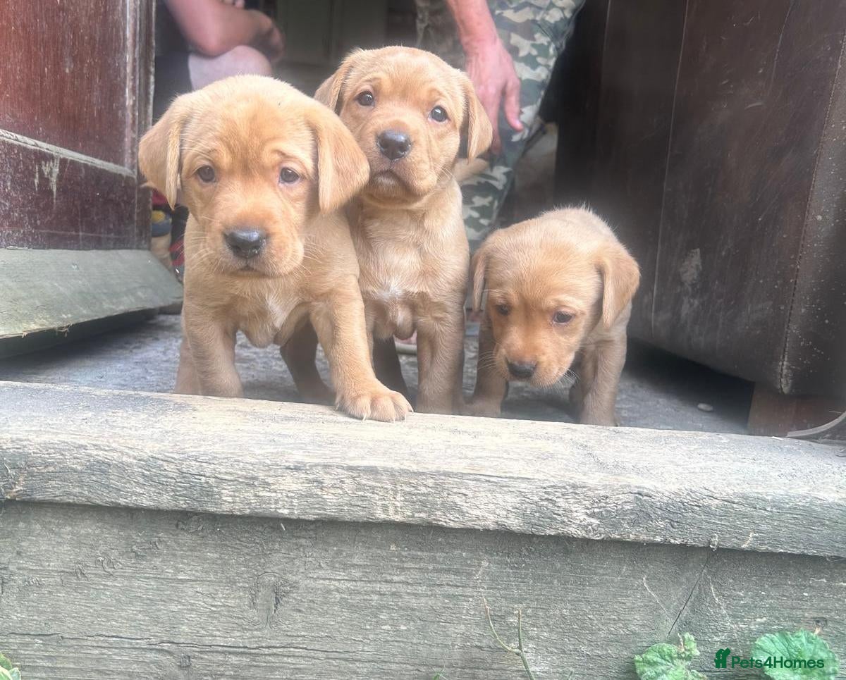 Labrador Retriever dogs 2 female fox red labrador pups - Advert 4