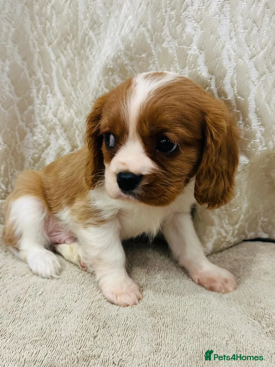 Cavalier King Charles Spaniel dogs for sale: Cavalier King Charles  in Deal - Advert 13