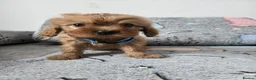 Cavapoo dogs for sale: 🐶Amazing cavapoo pups for sale🐶 - Advert 3