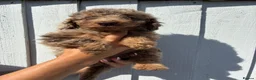 Cockapoo dogs for sale: F4 Cockapoo's for sale LAST BOY LEFT  - Advert 6