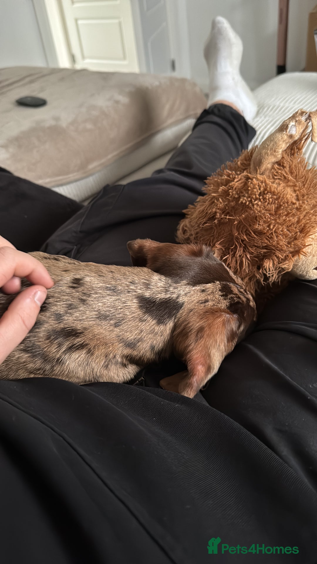 Dachshund dogs for sale: Dachshund puppy!  - Advert 2