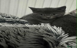 British Shorthair cats for sale: Kittens for sale bradford - Image 22