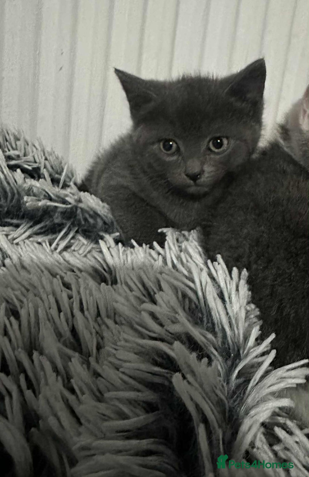 British Shorthair cats for sale: Kittens for sale bradford - Image 22