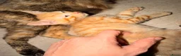 Mixed Breed cats for sale: Two beautiful male kittens  - Advert 6