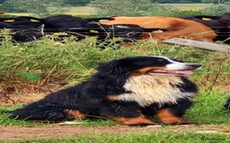Bernese Mountain Dog dogs for sale: Beautiful Girl looking for her forever home  - Image 3