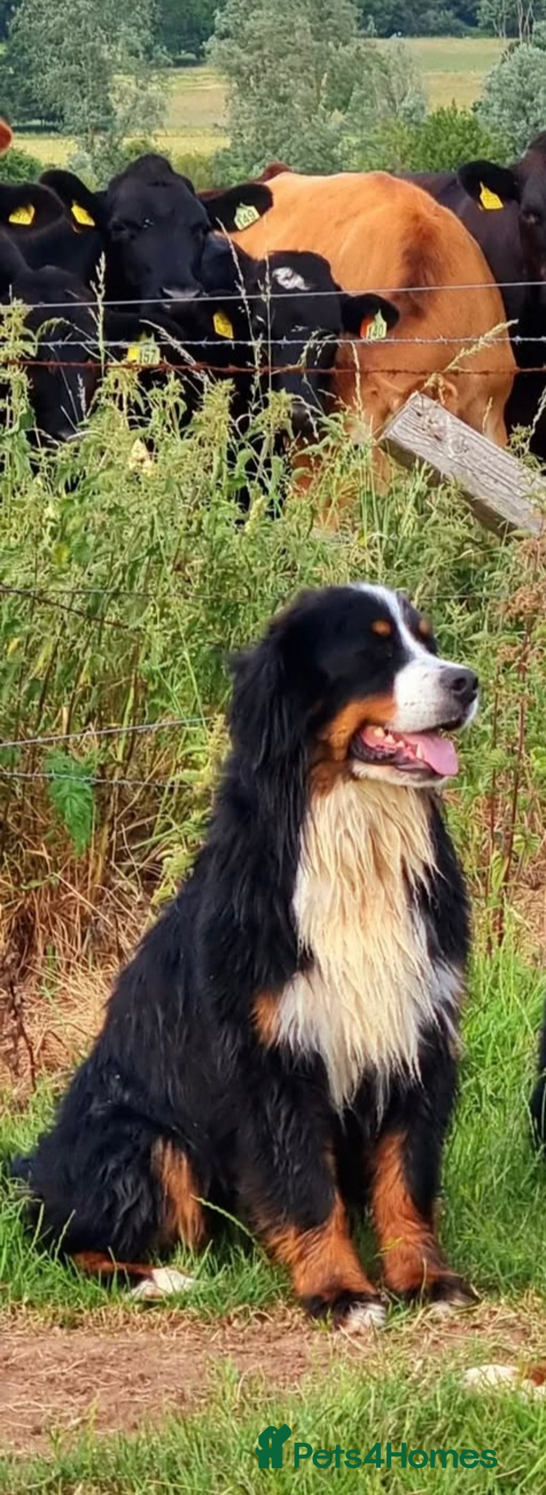 Bernese Mountain Dog dogs for sale: Beautiful Girl looking for her forever home  - Image 3