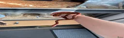Corn Snake reptiles for sale: Red corn snake  - Advert 11