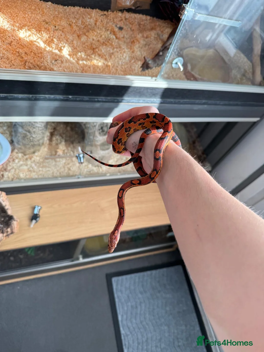 Corn Snake reptiles for sale: Red corn snake  - Advert 11