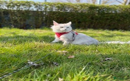Maine Coon cats for sale: Outstanding Blue Silver Shaded Maine Coon Kittens - Image 27