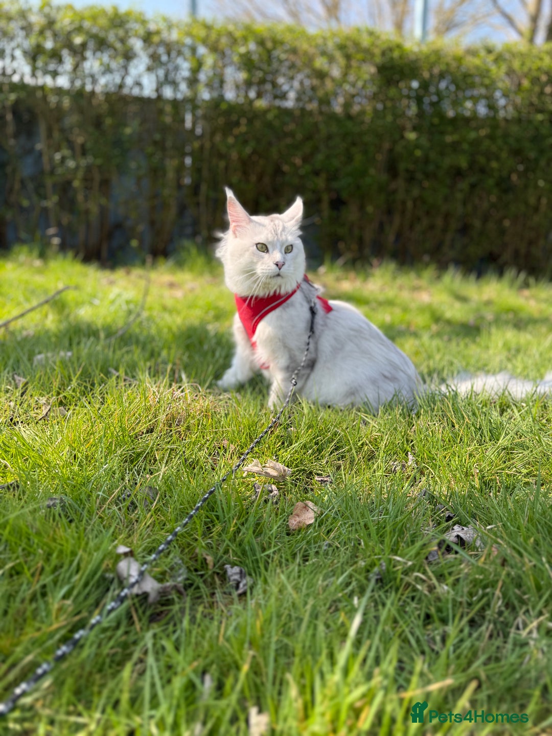 Maine Coon cats for sale: Outstanding Blue Silver Shaded Maine Coon Kittens - Image 27