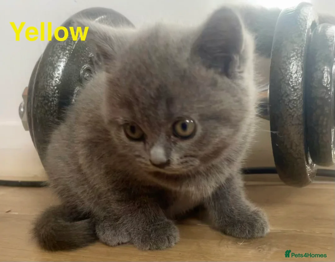 British Shorthair cats for sale: British shorthair kittens - Advert 2