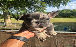 French Bulldog dogs for sale: Fluffy Gene Carrying Frenchies - Image 6
