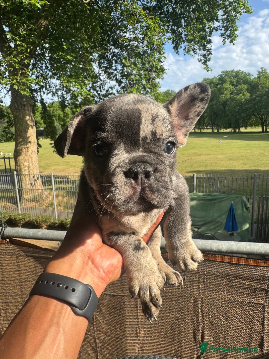 French Bulldog dogs for sale: Fluffy Gene Carrying Frenchies - Image 6