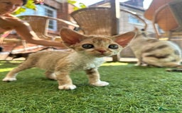 Devon Rex cats for sale: 🌼Curly, gorgeous Devon Rex Kittens available  - Image 23