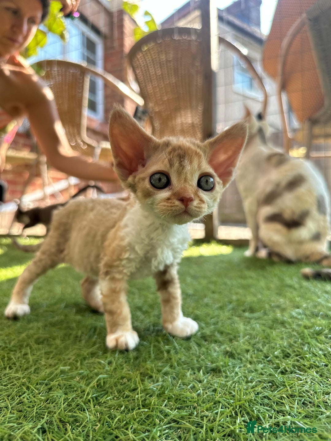Devon Rex cats for sale: 🌼Curly, gorgeous Devon Rex Kittens available  - Image 23