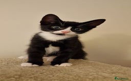 British Shorthair cats for sale: 8 week old BSH kittens - Image 6