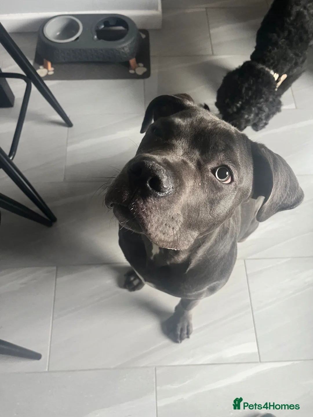 Cane Corso dogs for sale: Absolutely gorgeous Cane Corso Girl  - Advert 1
