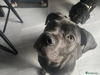 Cane Corso dogs Absolutely gorgeous Cane Corso Girl - Advert 2