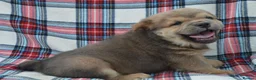 Chow Chow dogs for sale: beautiful smooth and rough coat chow babies - Advert 2