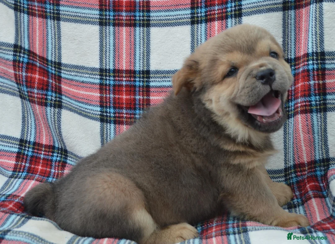 Chow Chow dogs for sale: beautiful smooth and rough coat chow babies - Advert 2