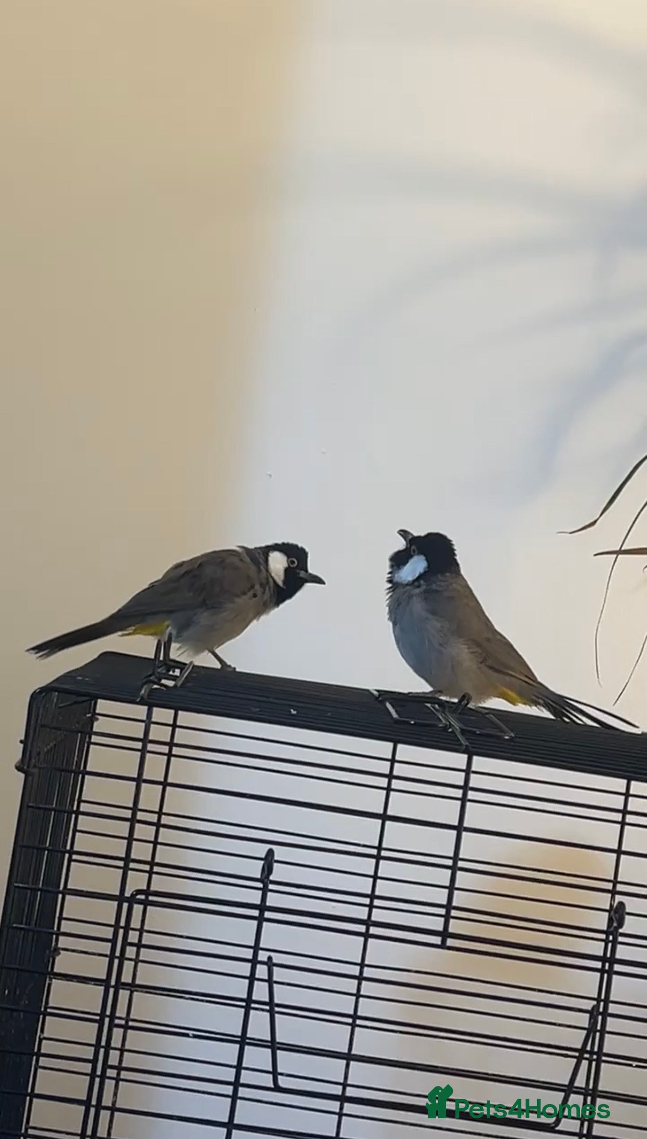 Mixed Breed birds White ear bulbuls - Advert 2