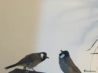 Mixed Breed birds White ear bulbuls - Advert 2